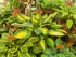 Hosta 'Forbidden Fruit'