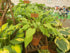 Hosta 'Marrakech'