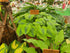 Hosta 'Luna Moth' - Bare Root
