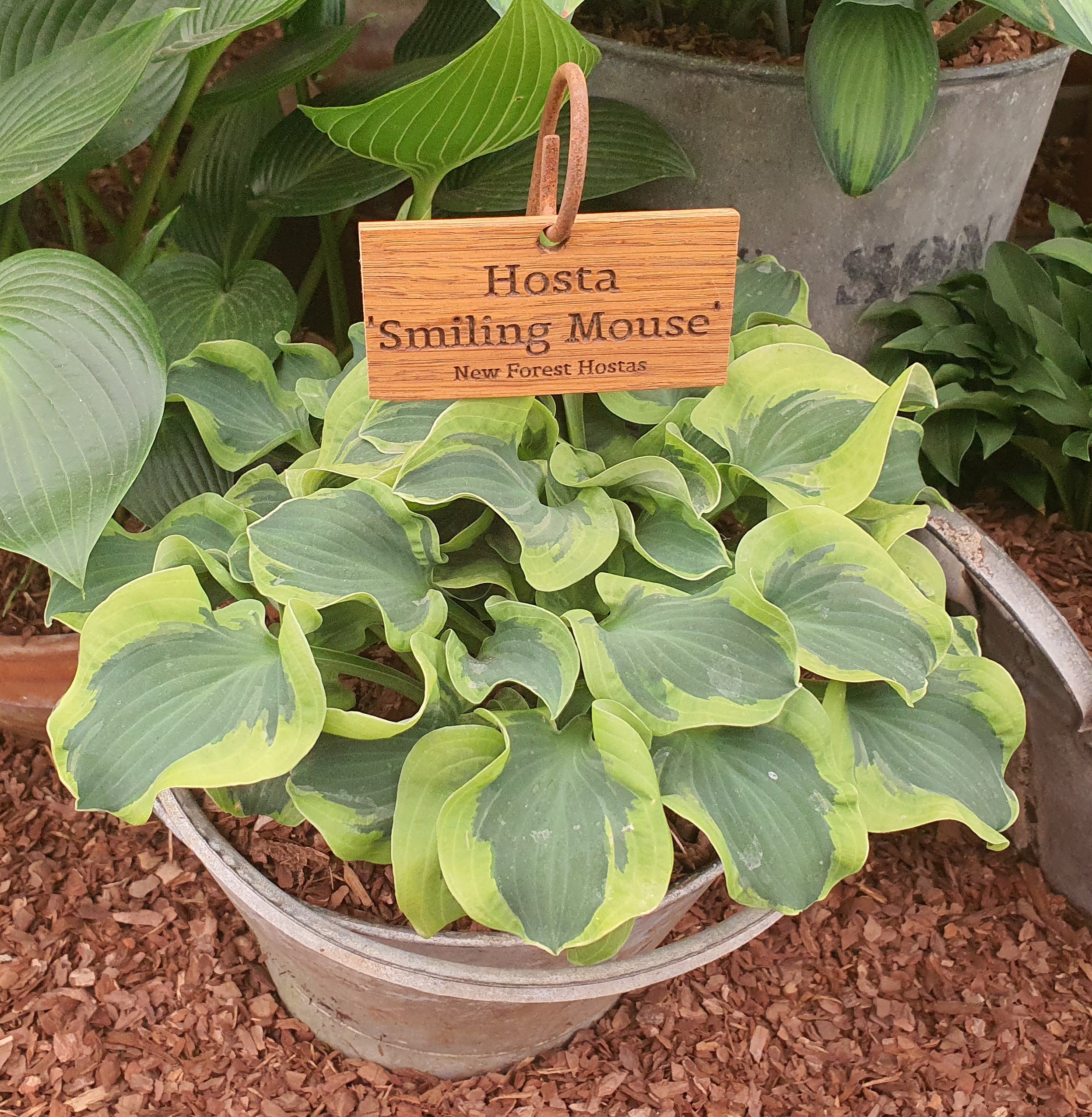 Hosta 'Smiling Mouse'