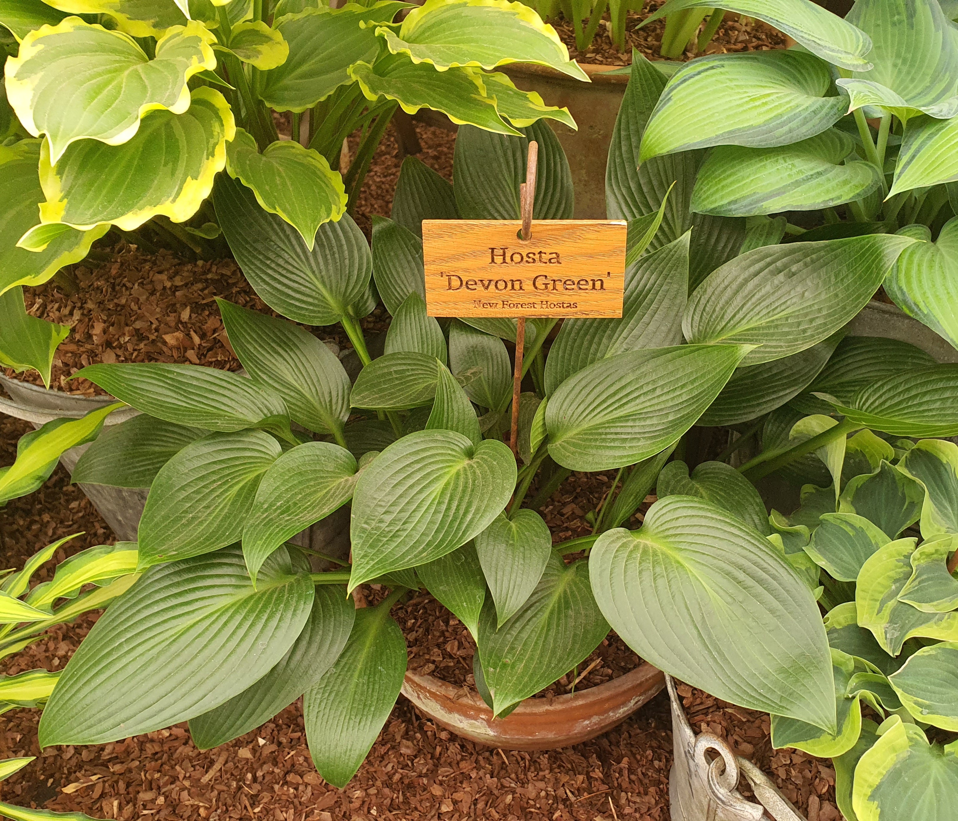 Hosta 'Devon Green' - Bare Root