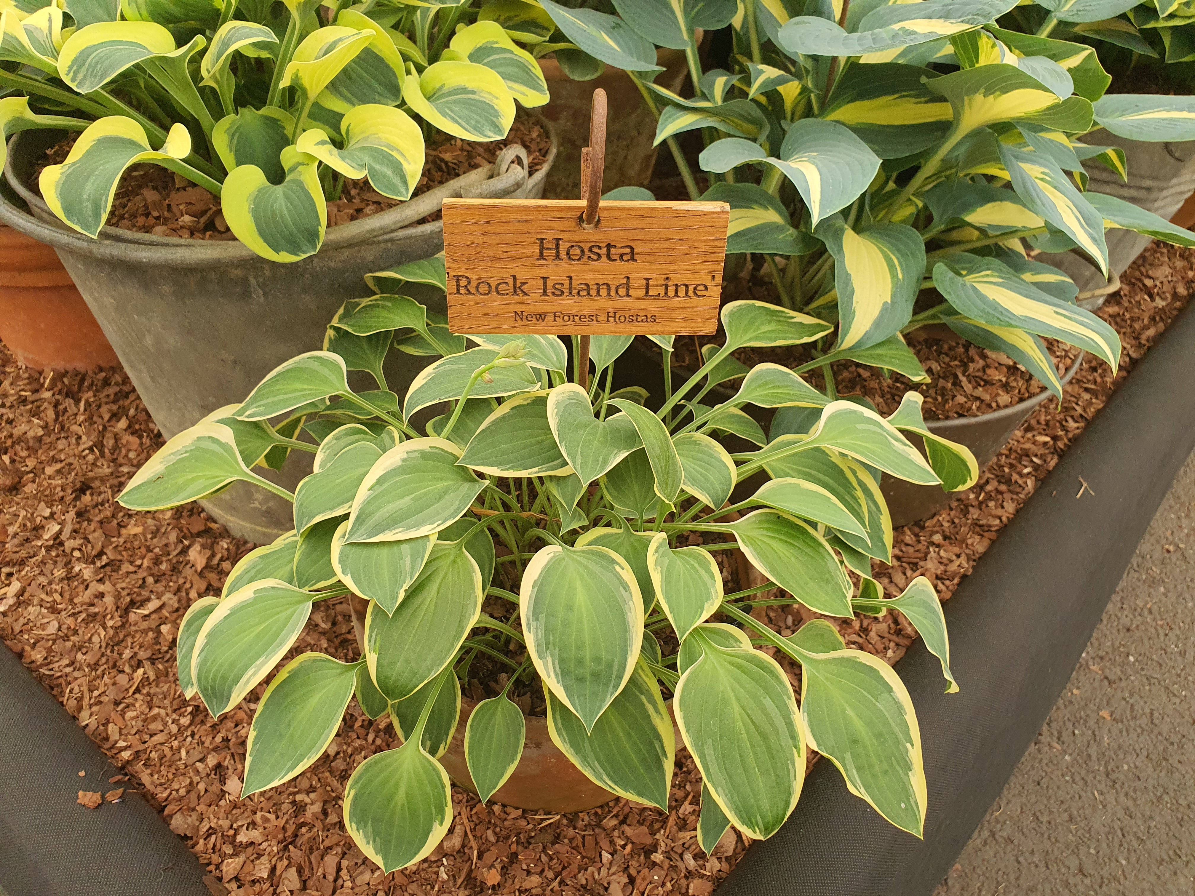 Hosta 'Rock Island Line'