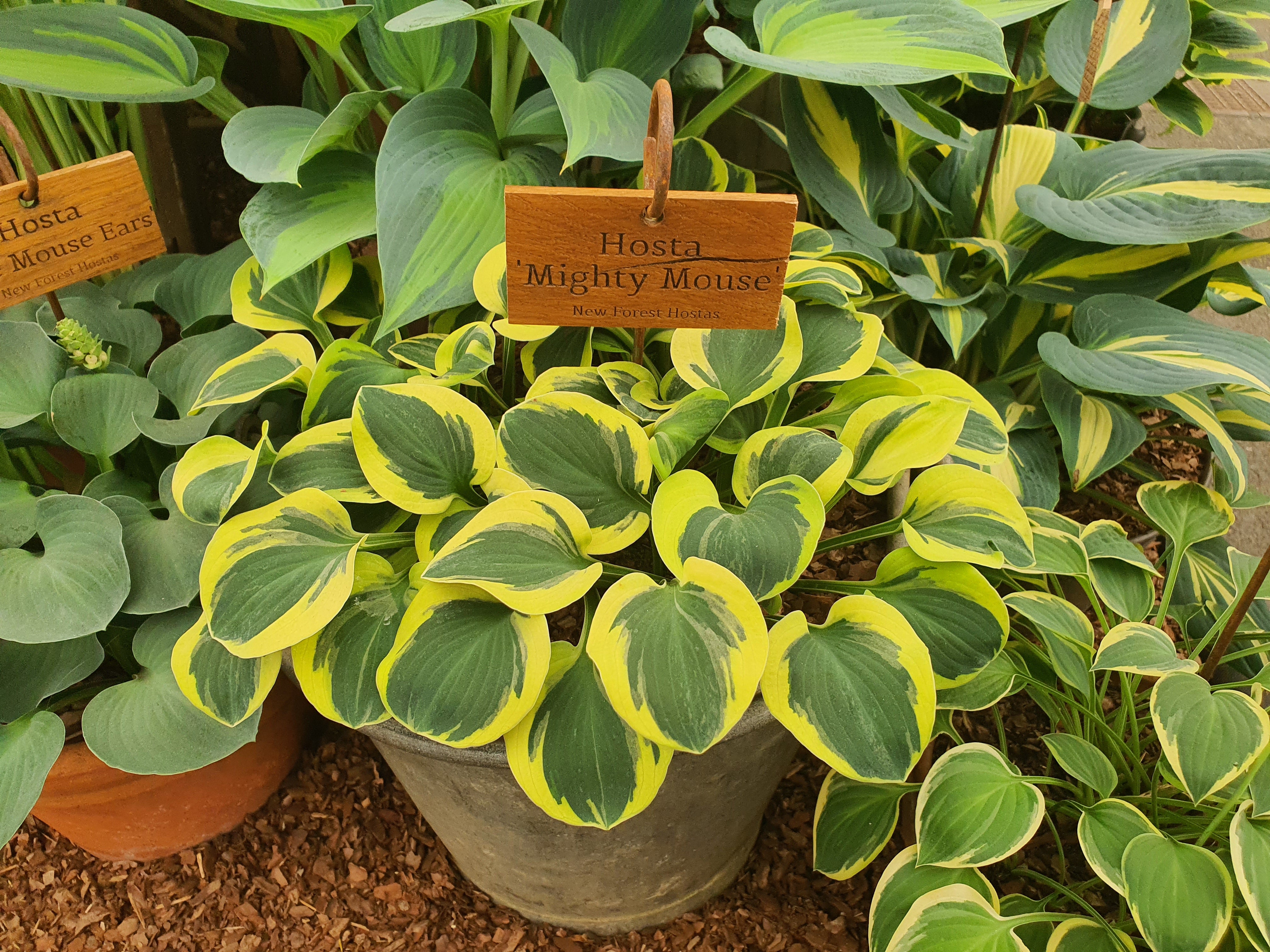 Hosta 'Mighty Mouse'