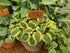 Hosta 'Mighty Mouse'