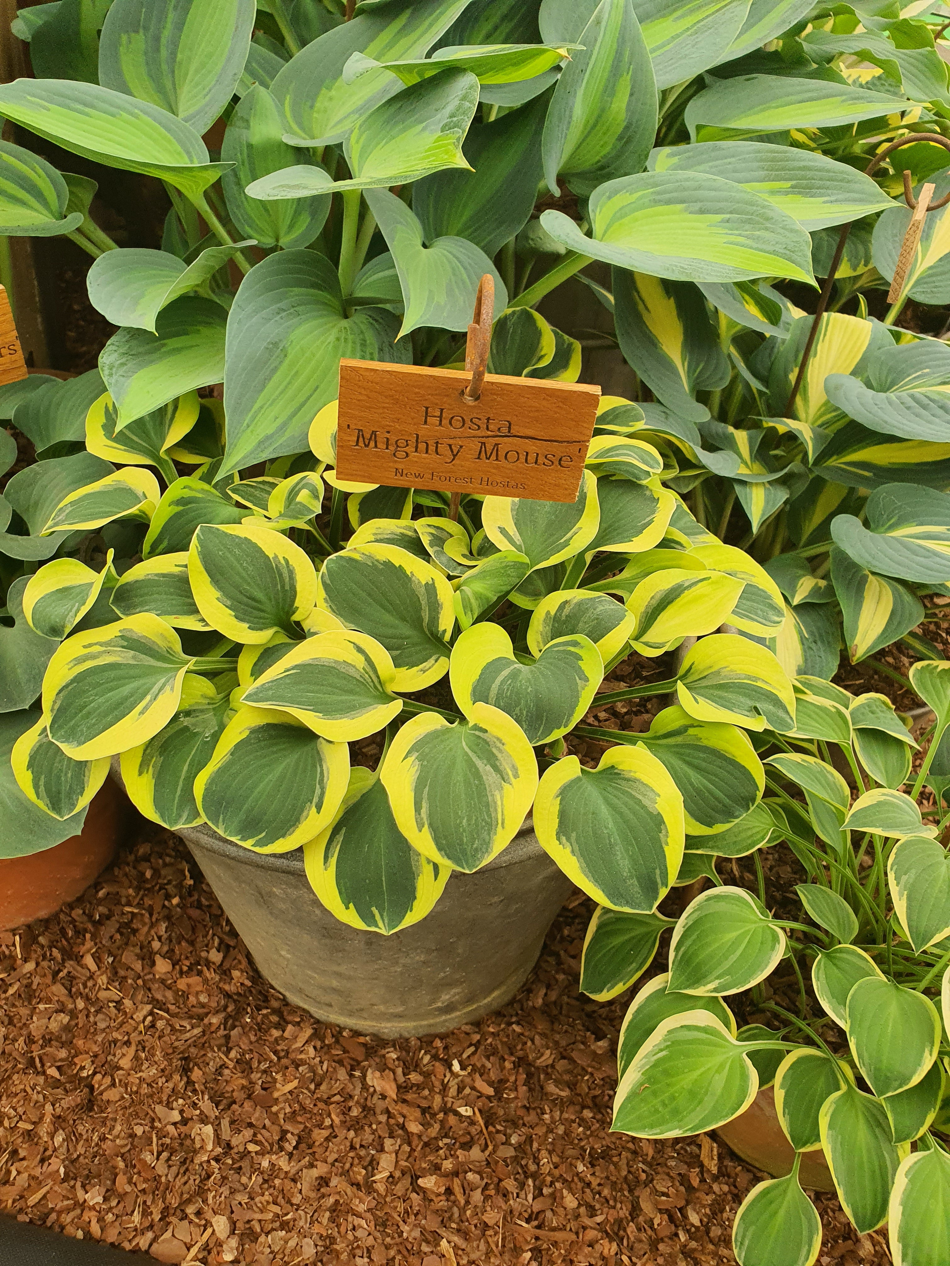 Hosta 'Mighty Mouse'