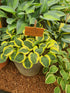 Hosta 'Mighty Mouse'