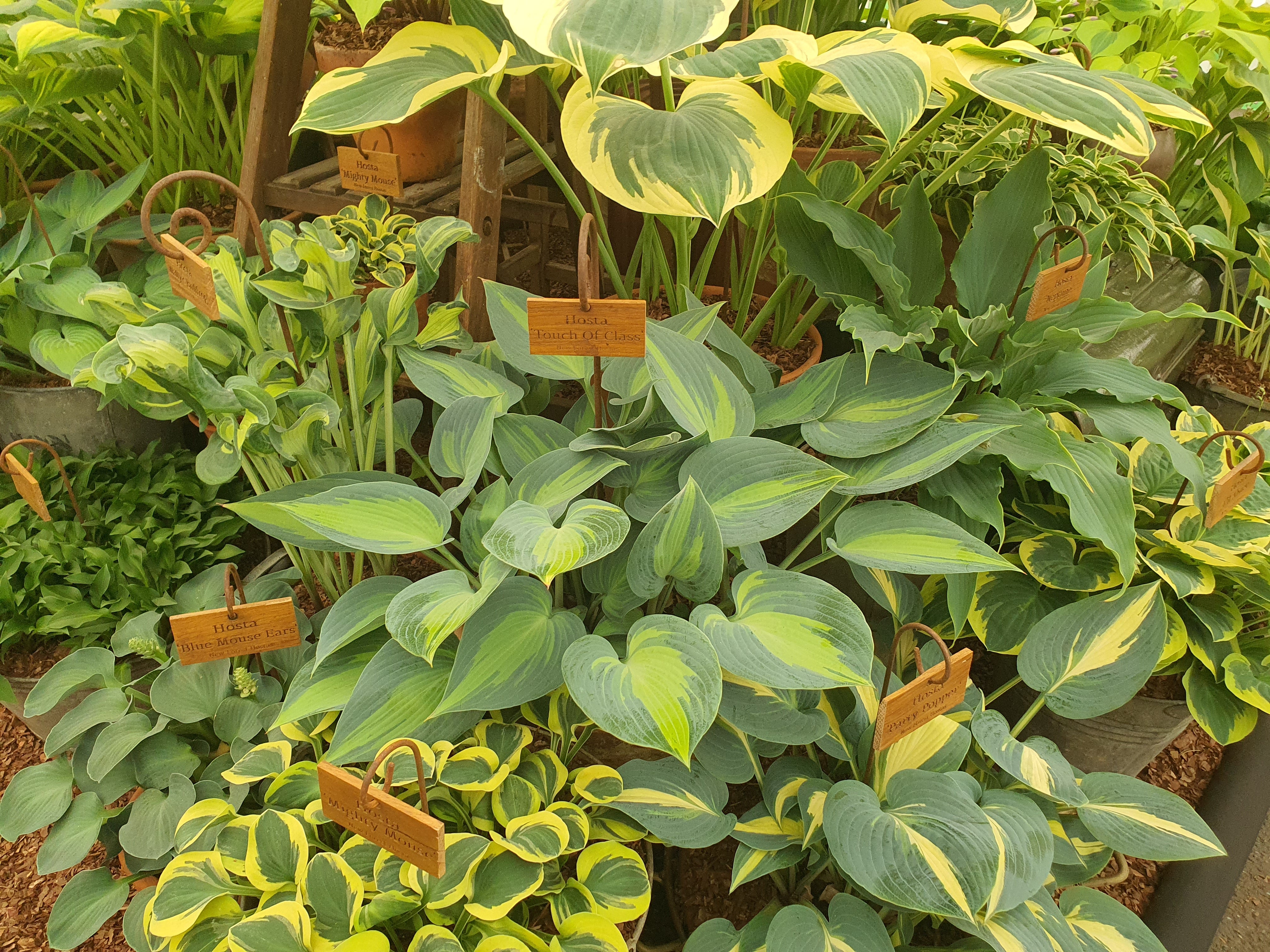 Hosta 'Touch Of Class'