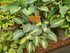 Hosta 'Party Popper'