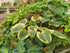 Hosta 'Orion's Belt' - Larger Specimen