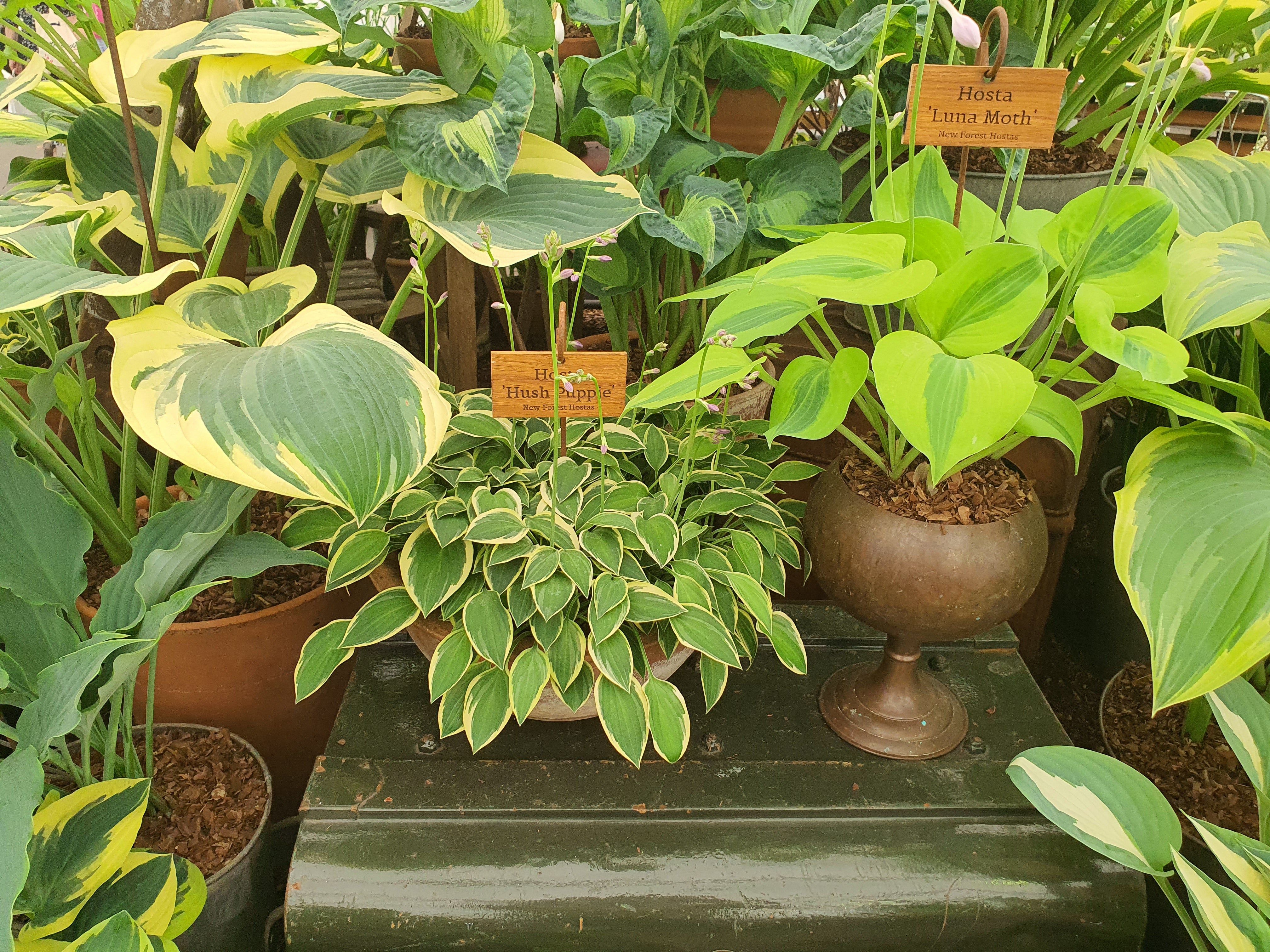 Hosta 'Hush Puppie'