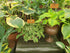 Hosta 'Hush Puppie'
