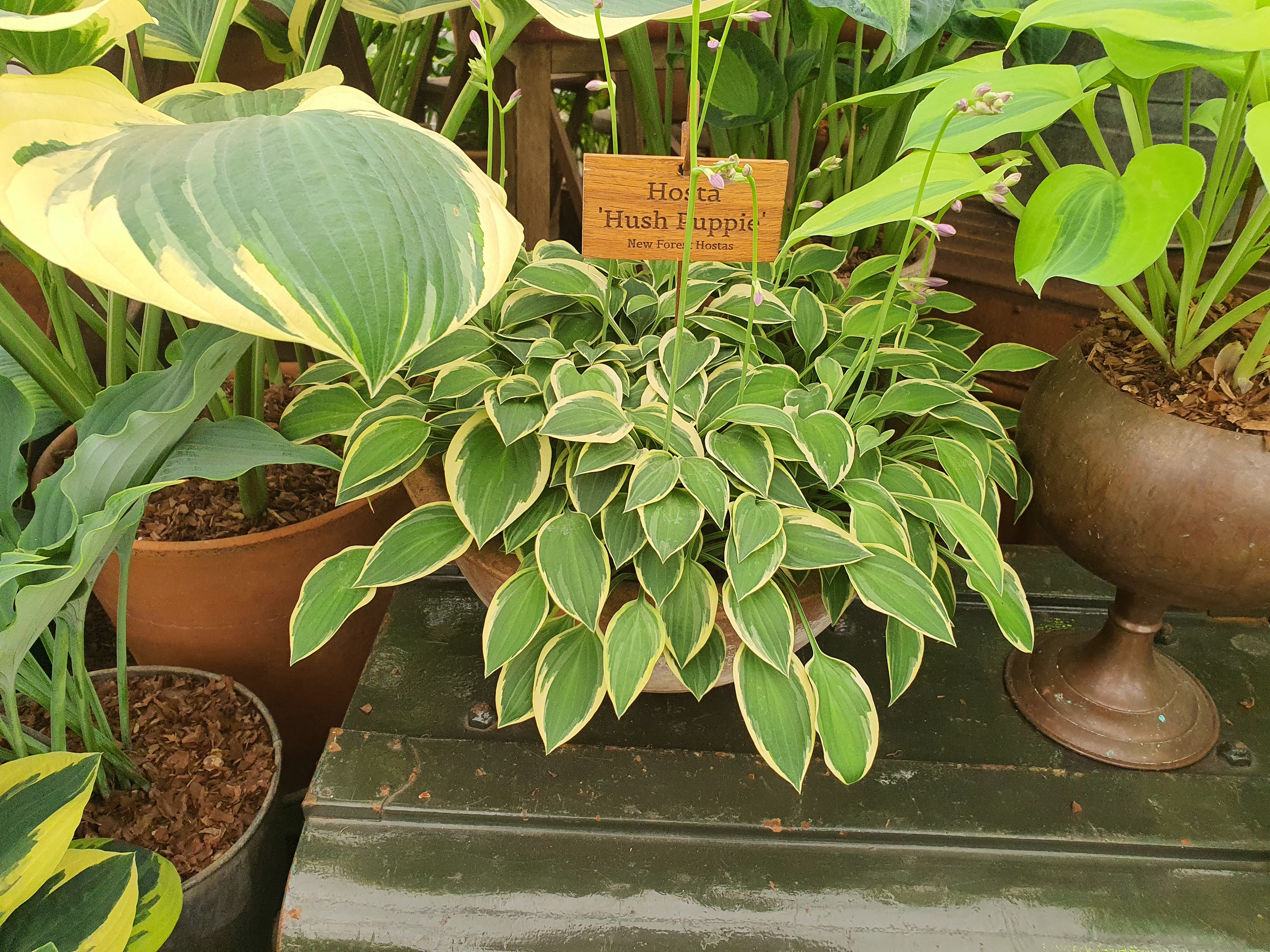 Hosta 'Hush Puppie'
