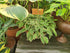 Hosta 'Hush Puppie'
