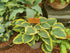 Hosta 'Li'l Abner'