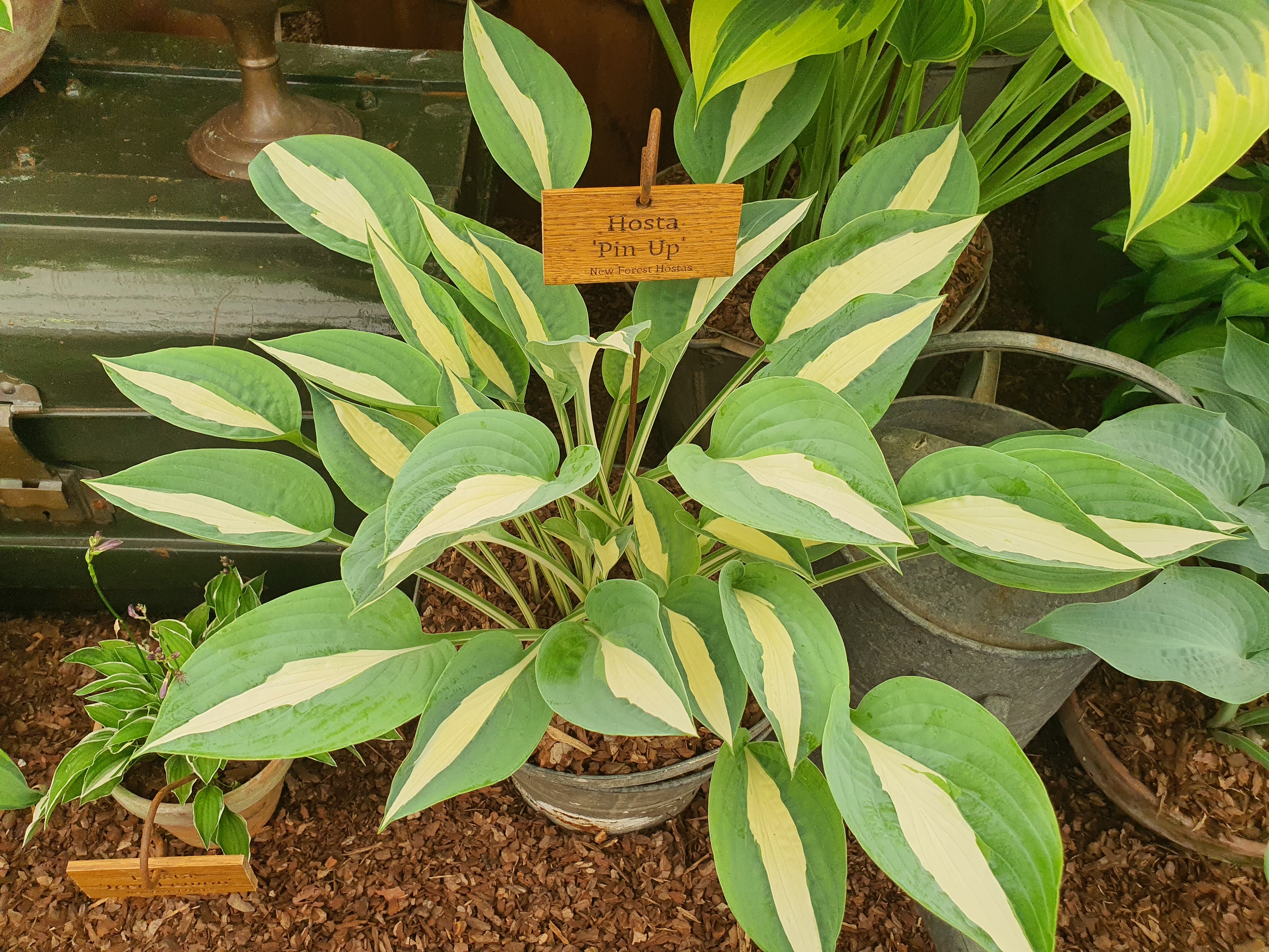 Hosta 'Pin-Up'