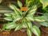 Hosta 'Pin-Up'