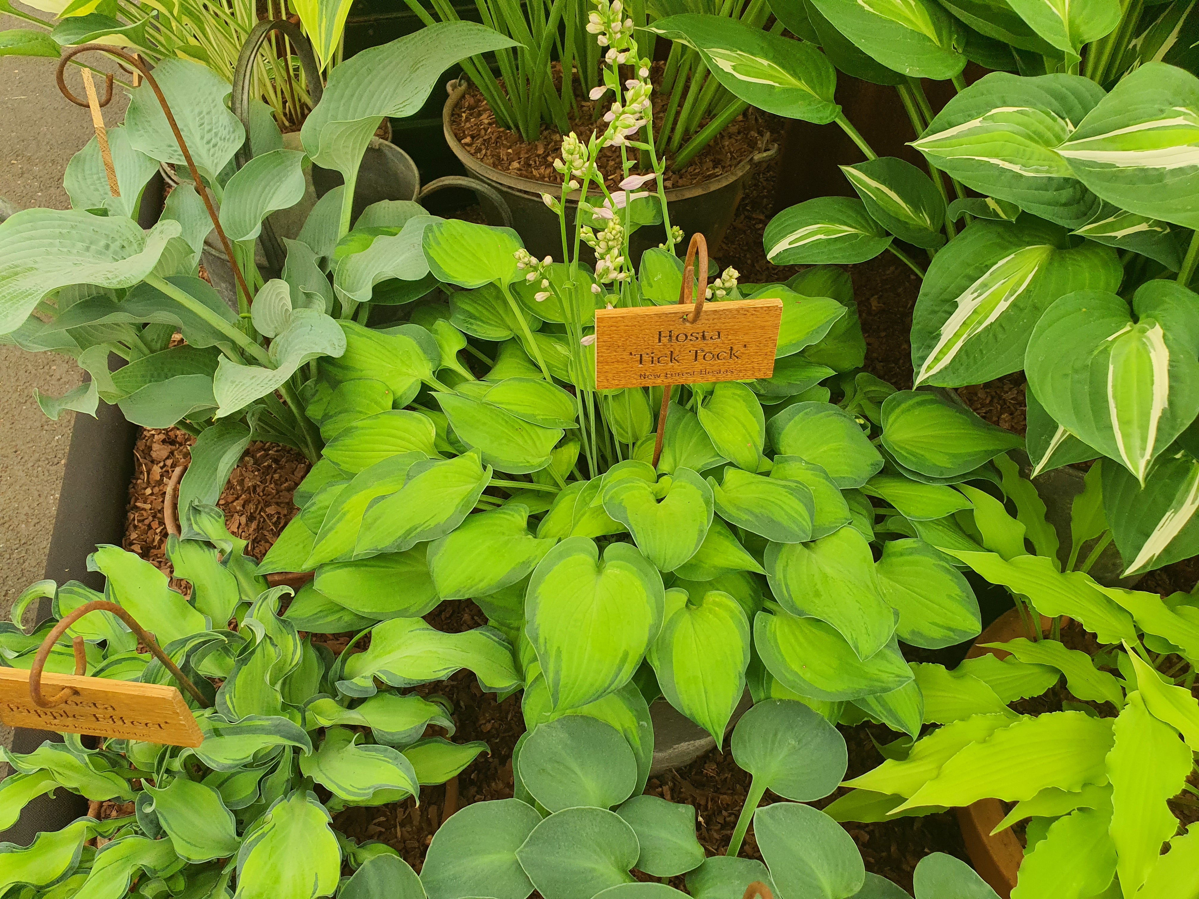 Hosta 'Tick Tock'