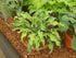 Hosta 'Gravity Rocks'