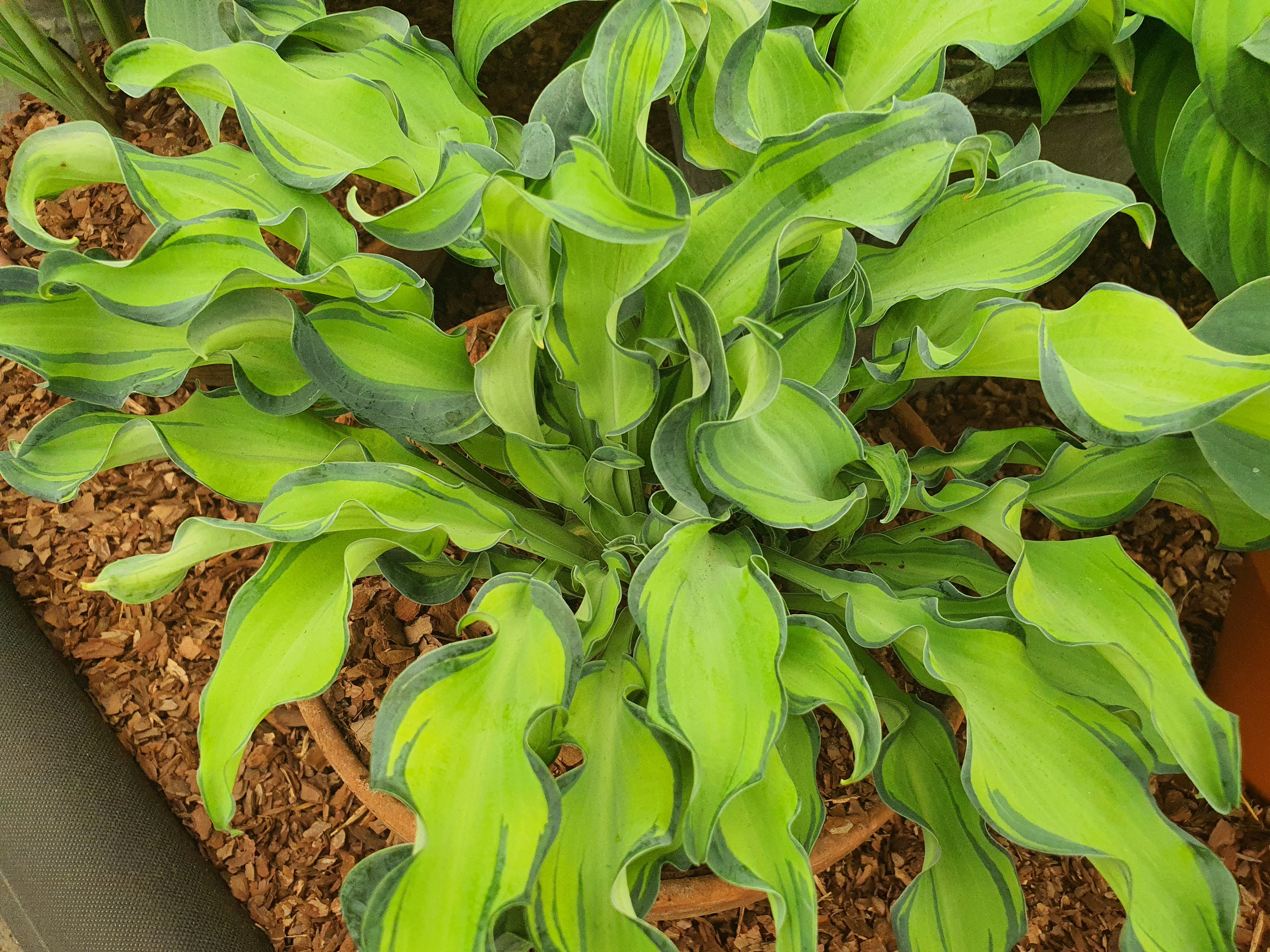 Hosta 'Gravity Rocks'