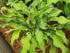 Hosta 'Gravity Rocks'