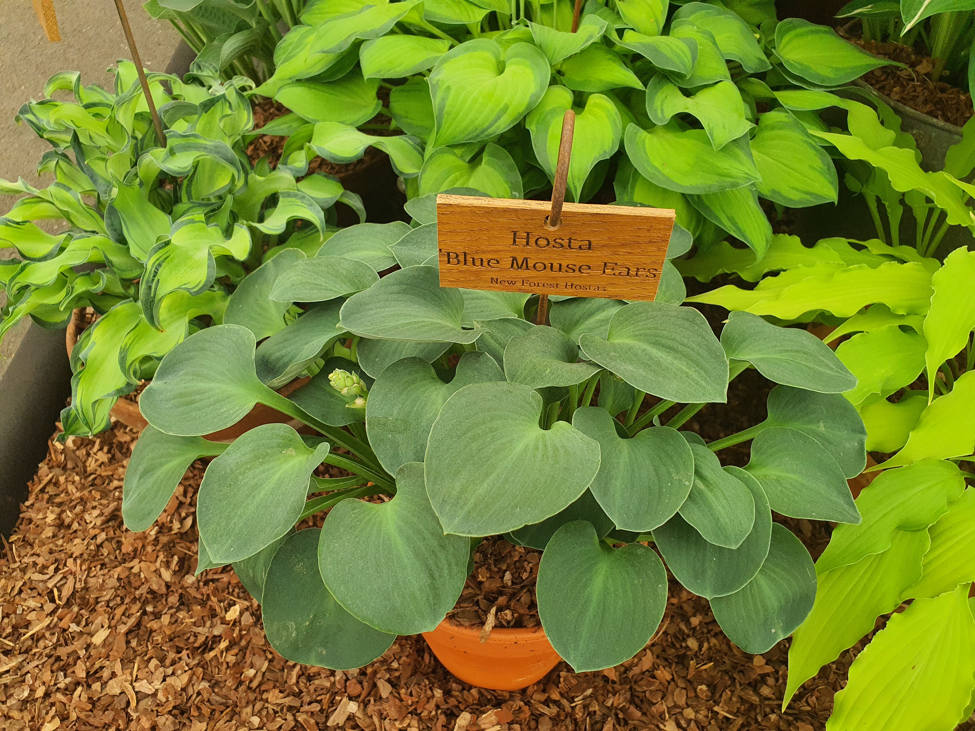 Hosta 'Blue Mouse Ears'