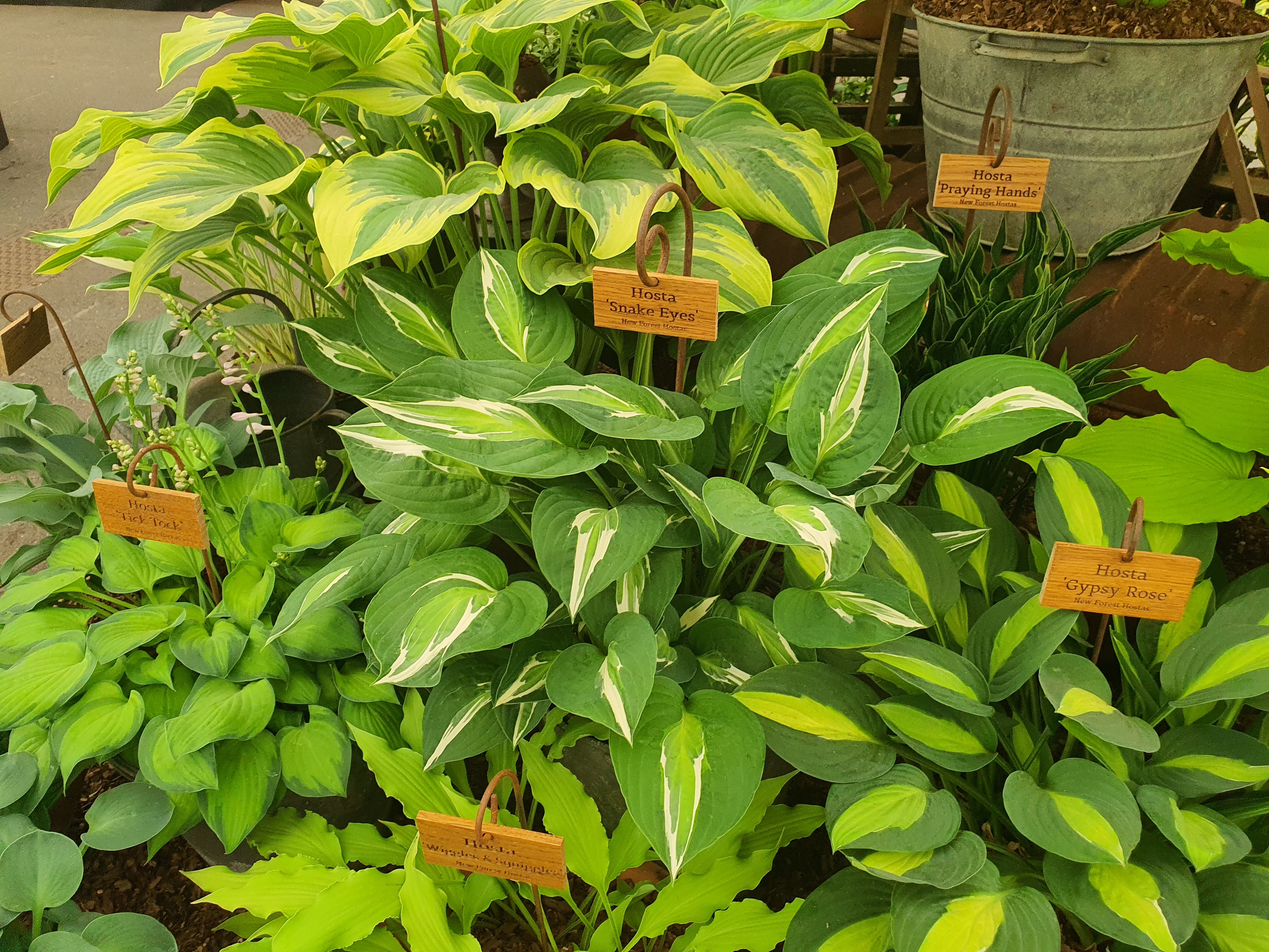 Hosta 'Snake Eyes'