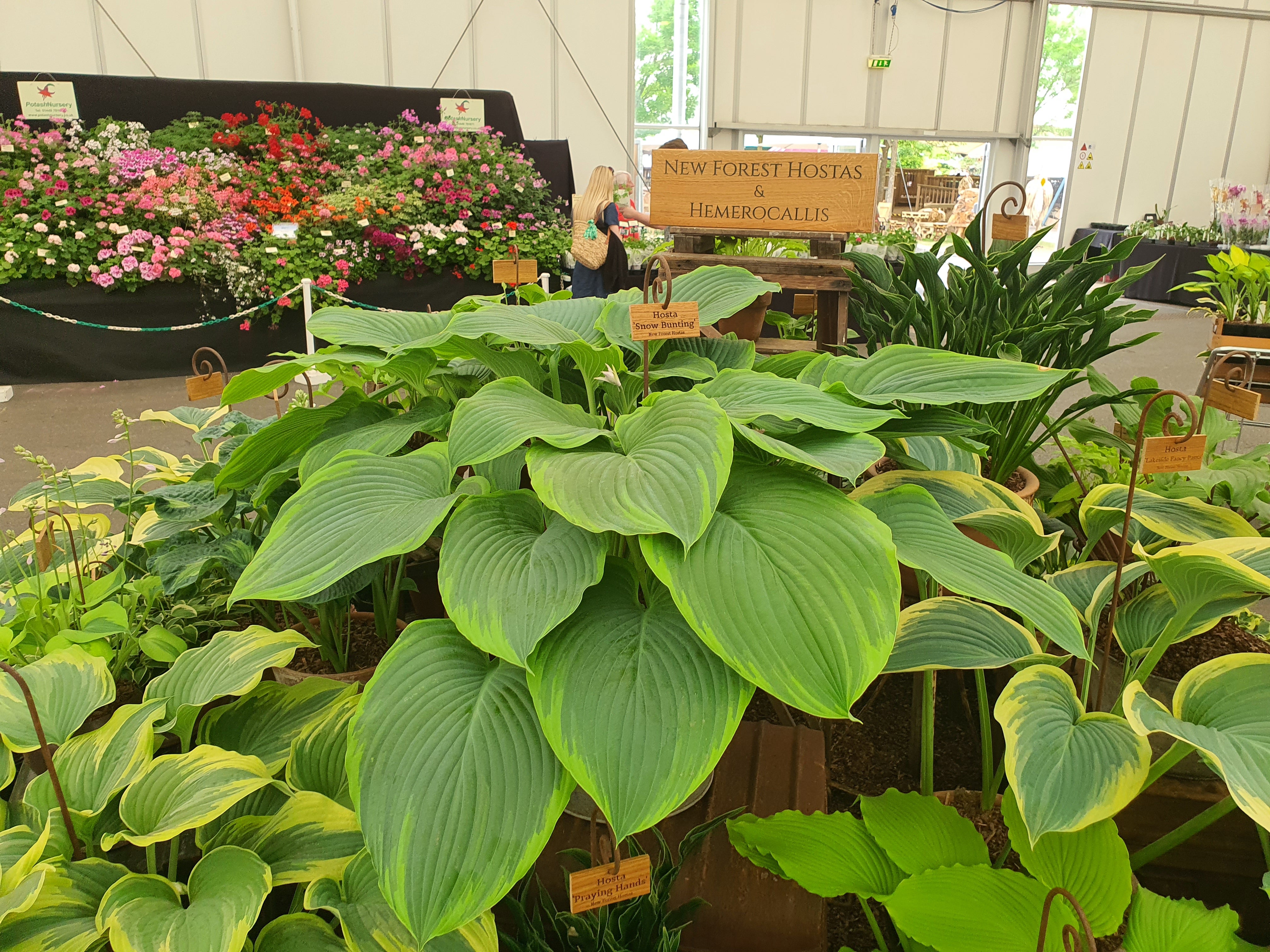Hosta 'Snow Bunting'