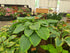 Hosta 'Snow Bunting' - Mature Specimen