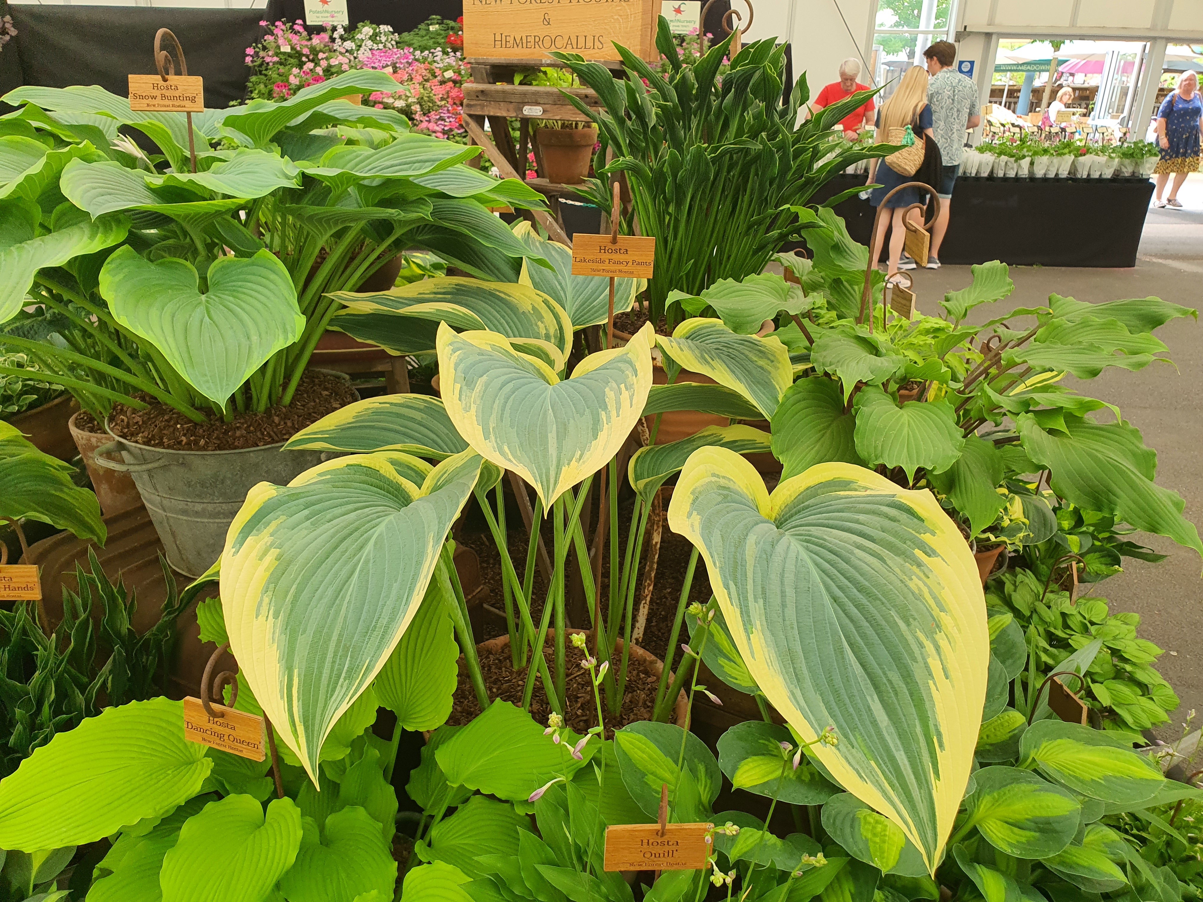 Hosta 'Lakeside Fancy Pants'