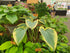 Hosta 'Lakeside Fancy Pants'