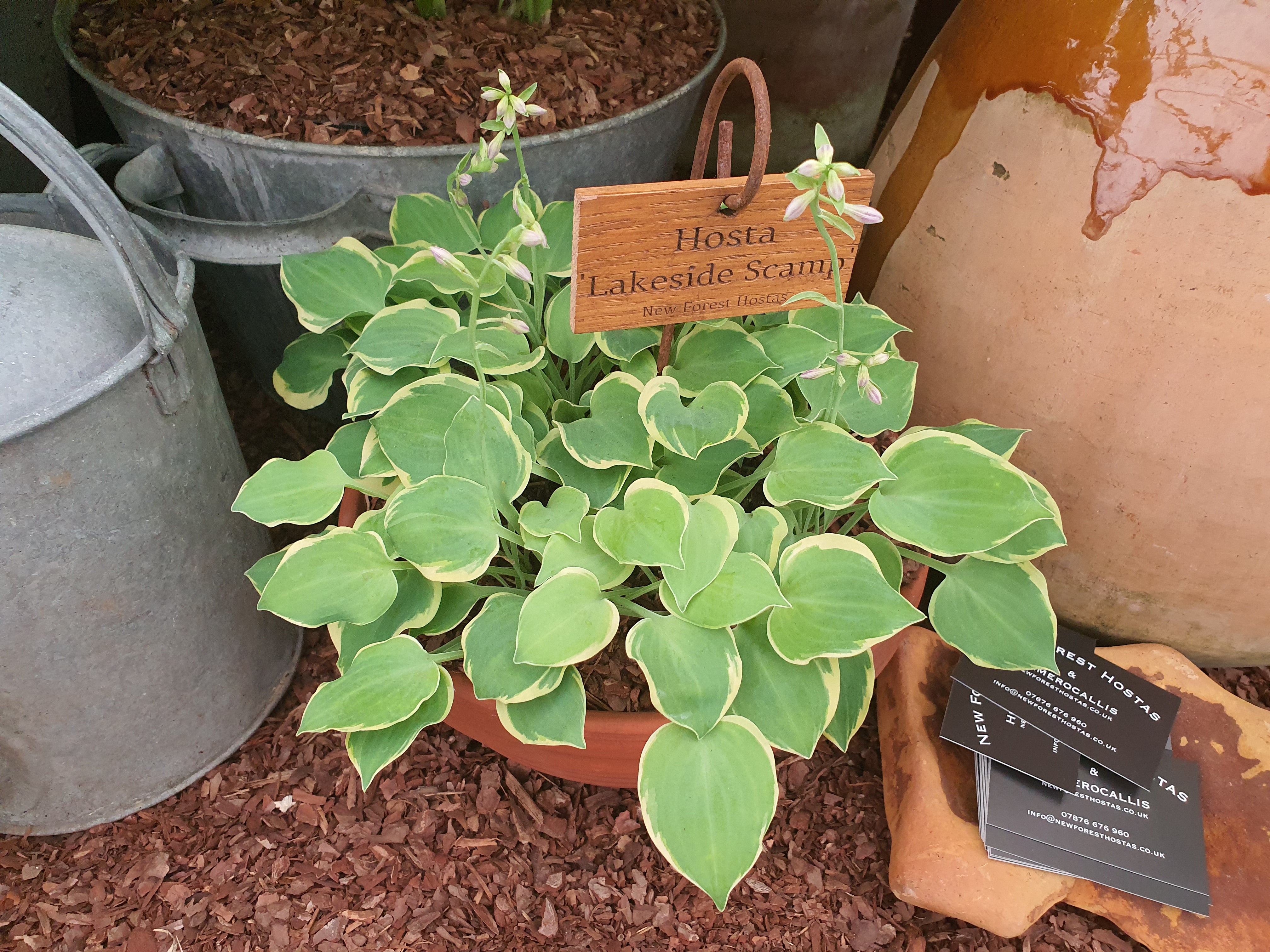 Hosta 'Lakeside Scamp'