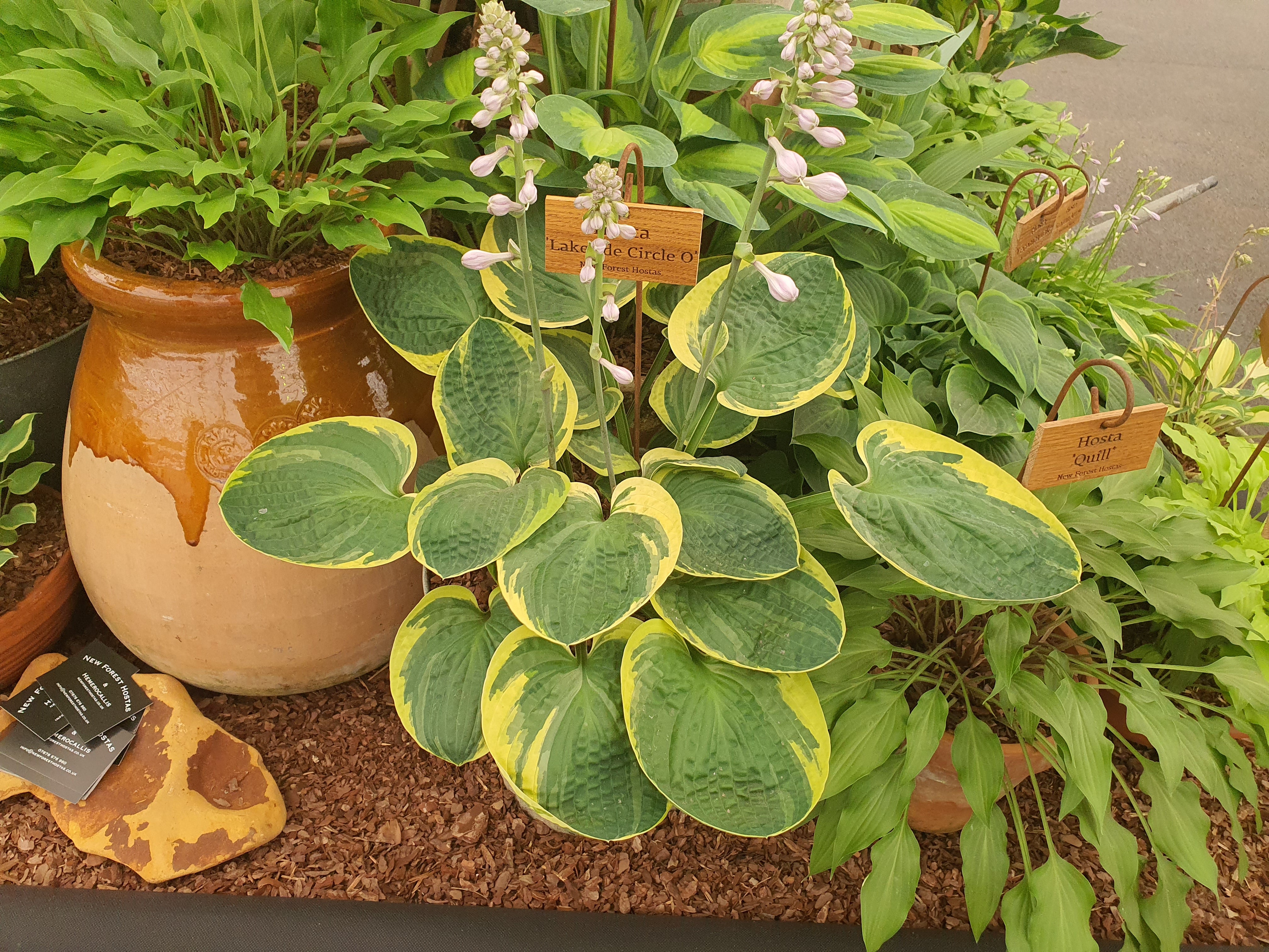 Hosta 'Lakeside Circle O'