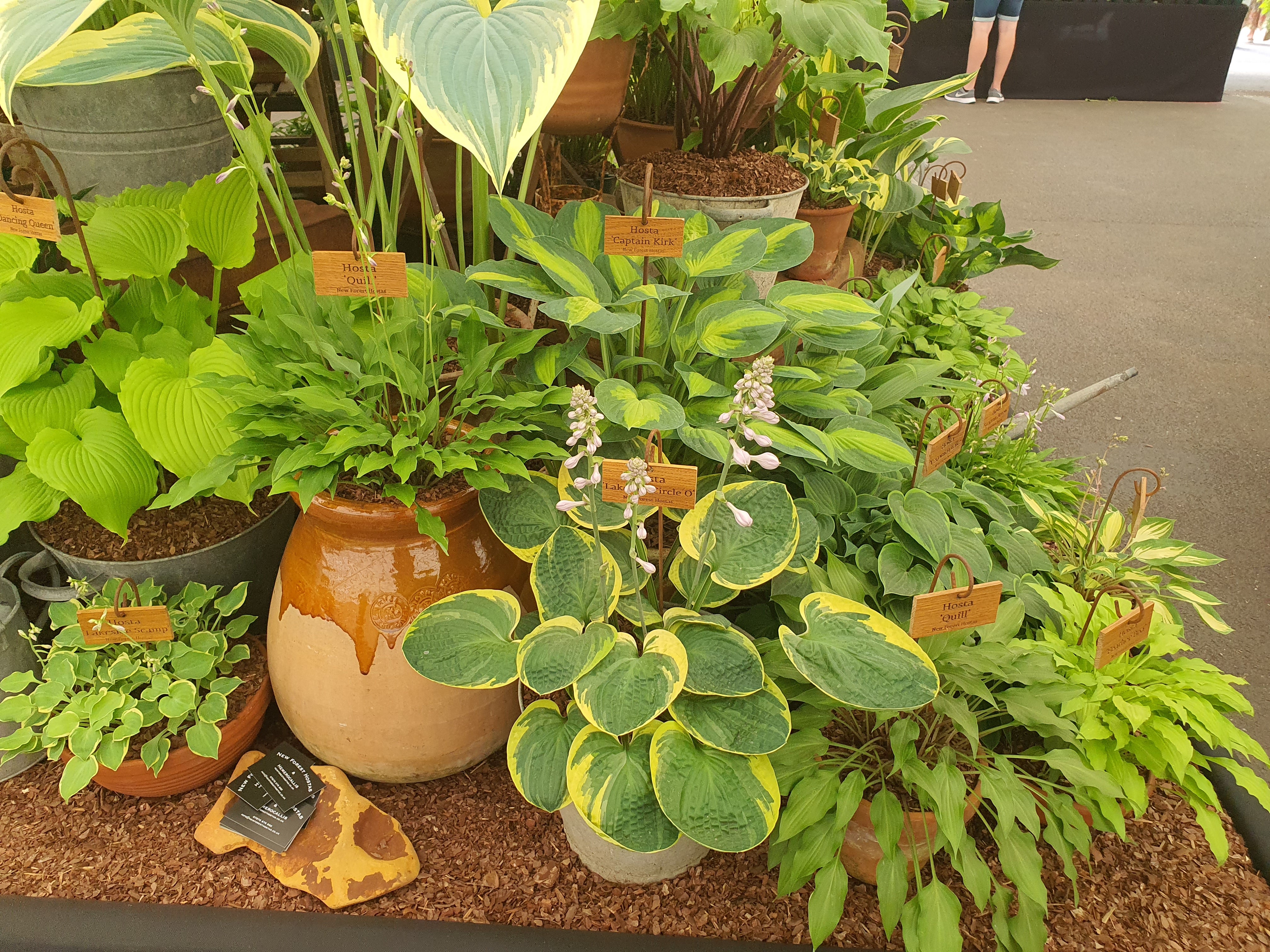 Hosta 'Lakeside Circle O'