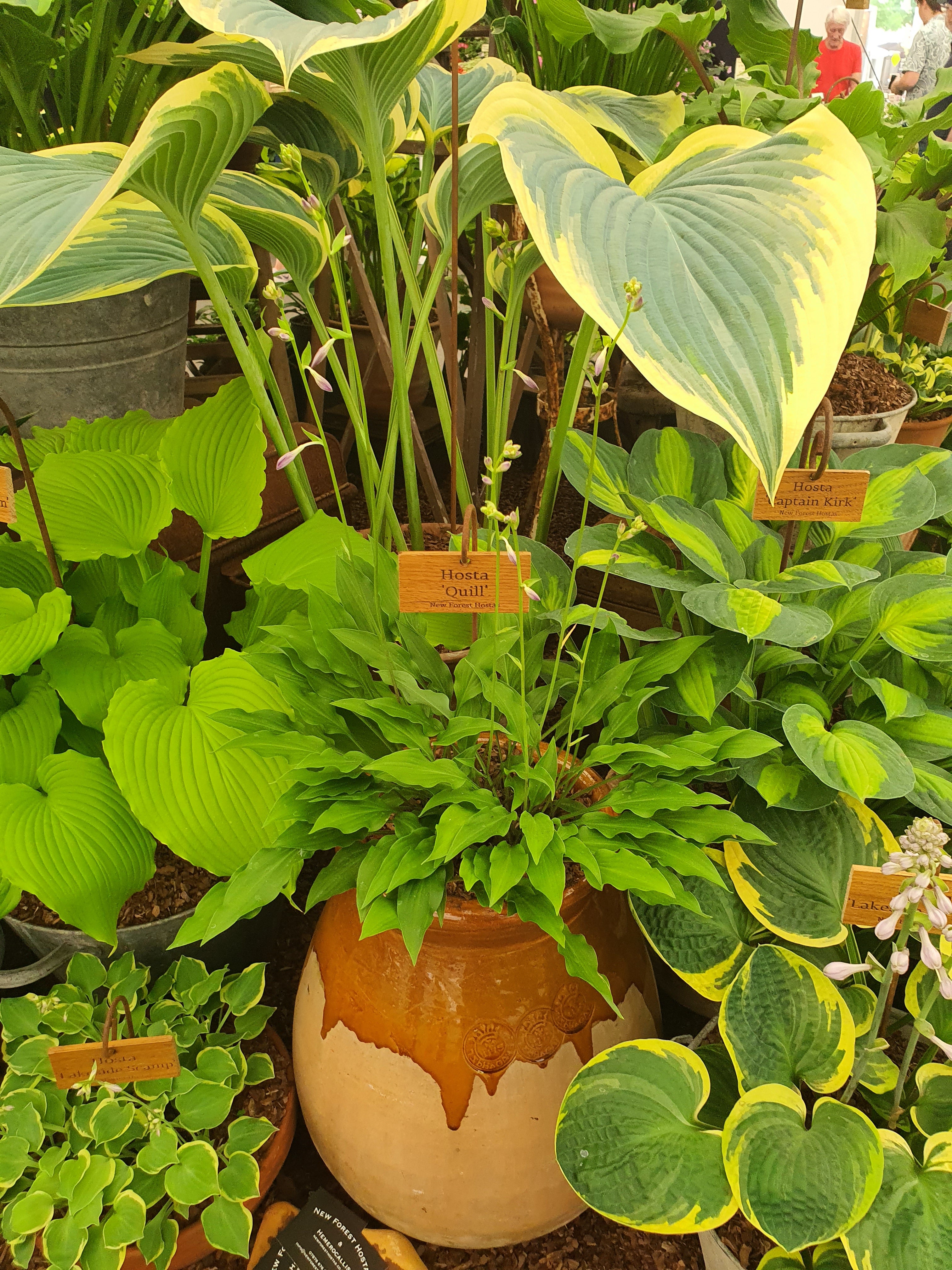 Hosta 'Quill'