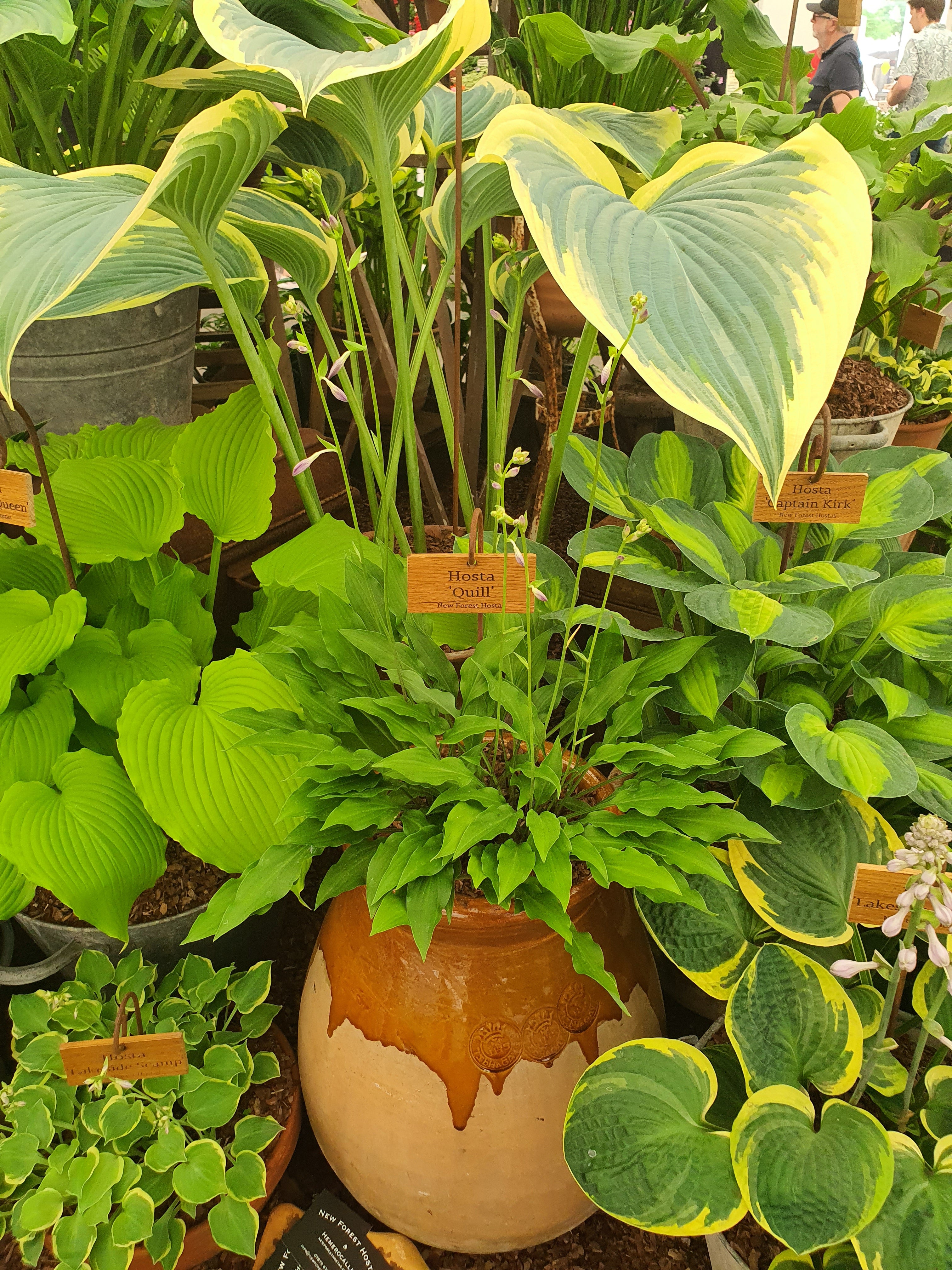 Hosta 'Quill'