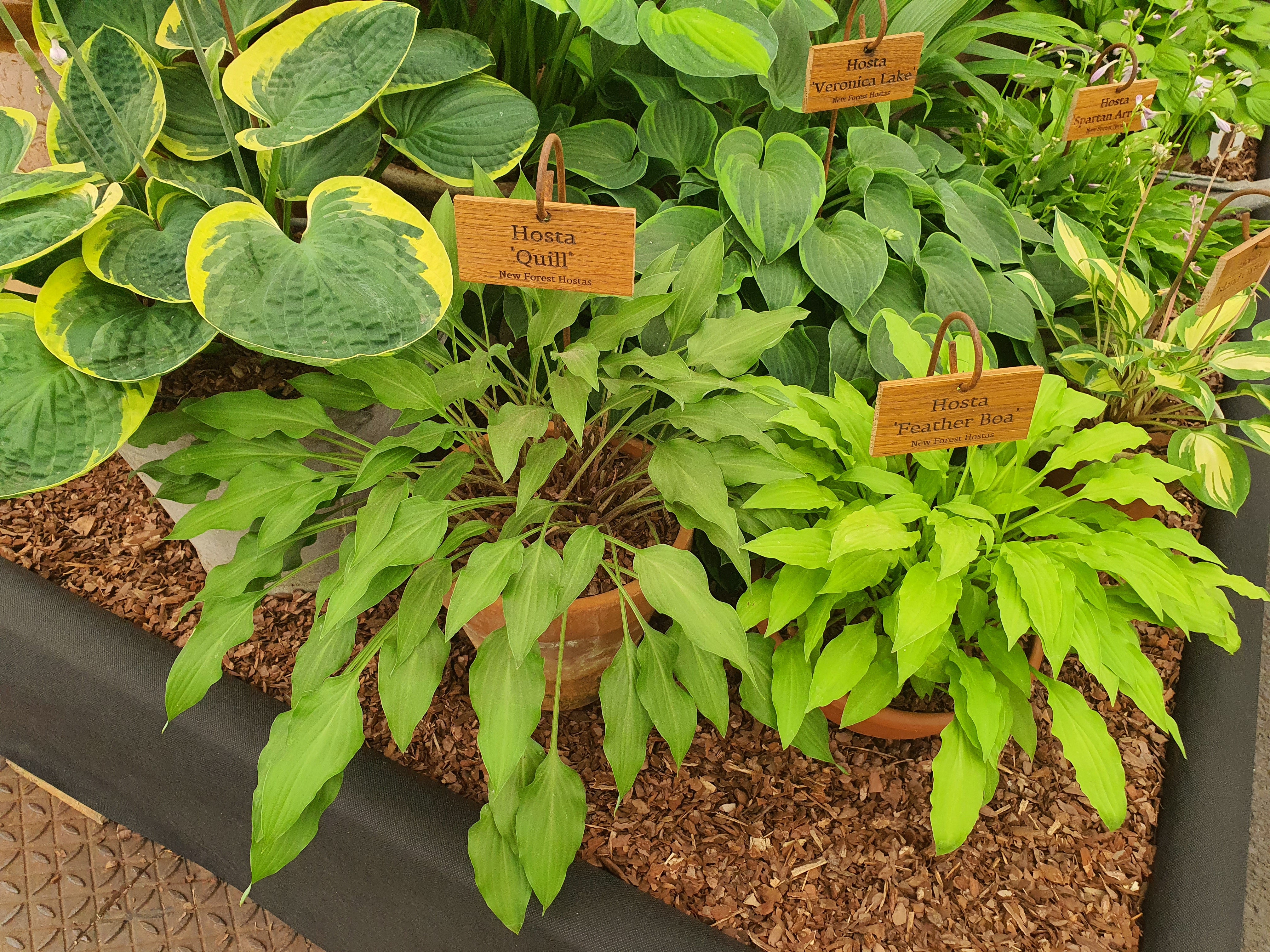 Hosta 'Quill'