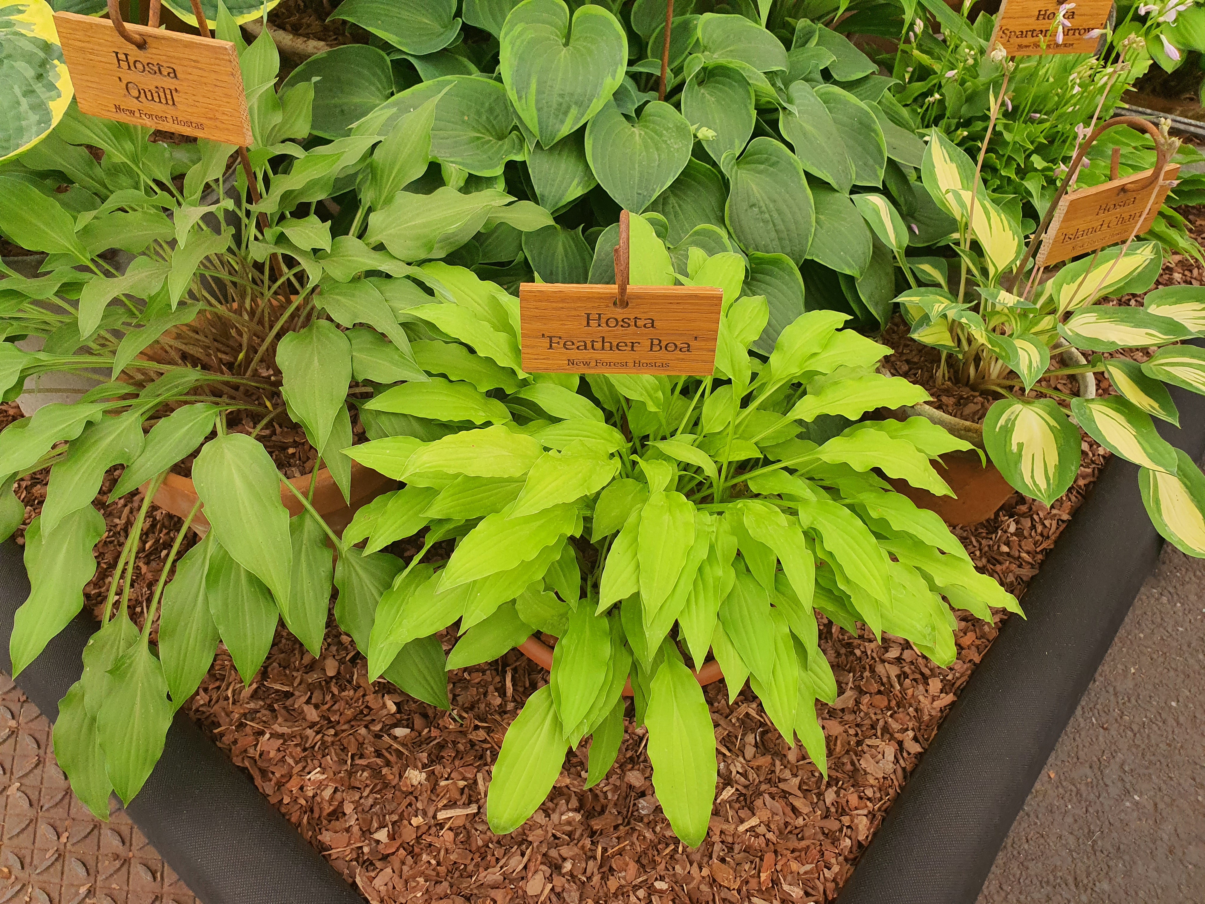 Hosta 'Feather Boa' - Bare Root