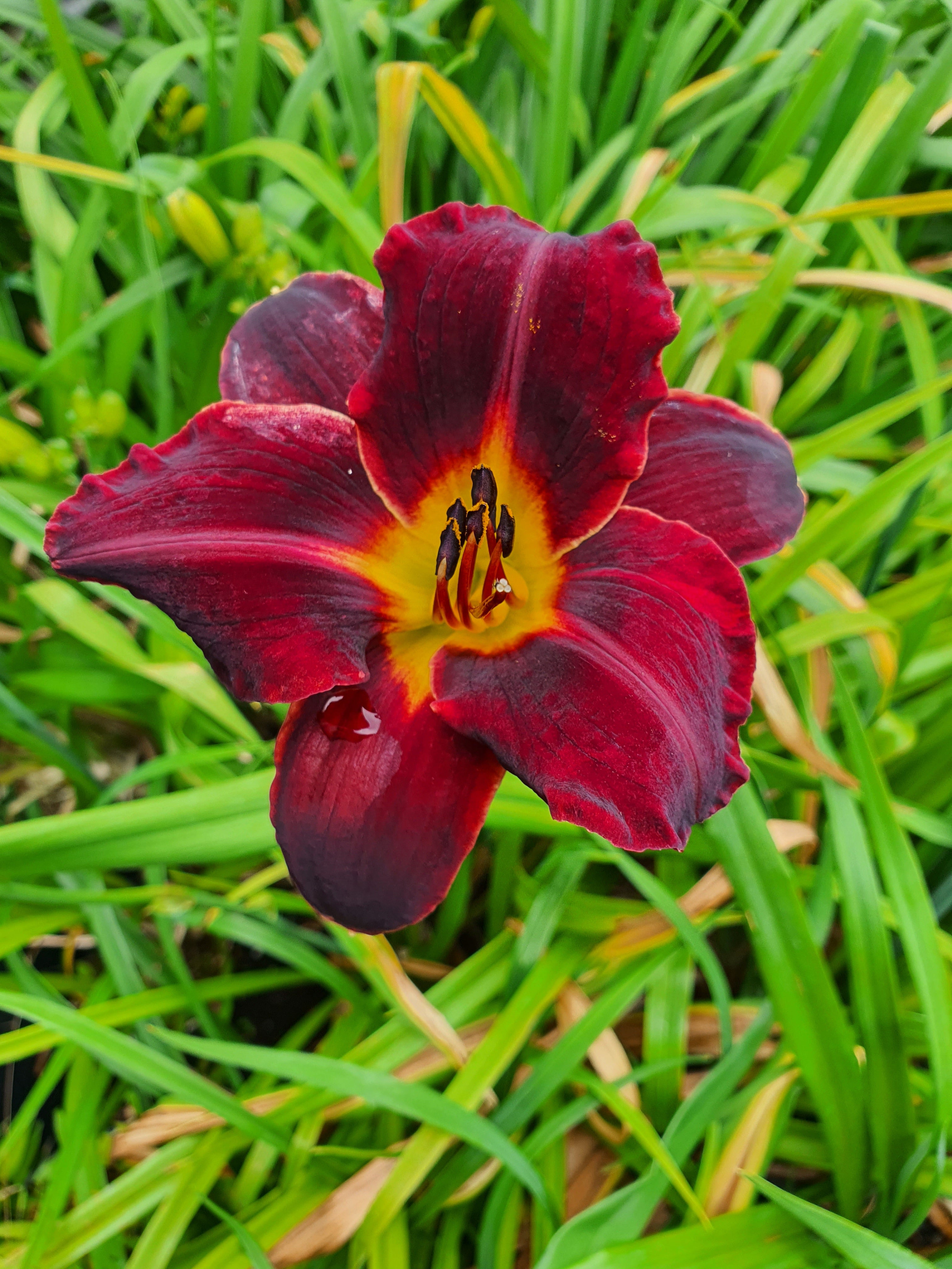 Hemerocallis 'Dominic'