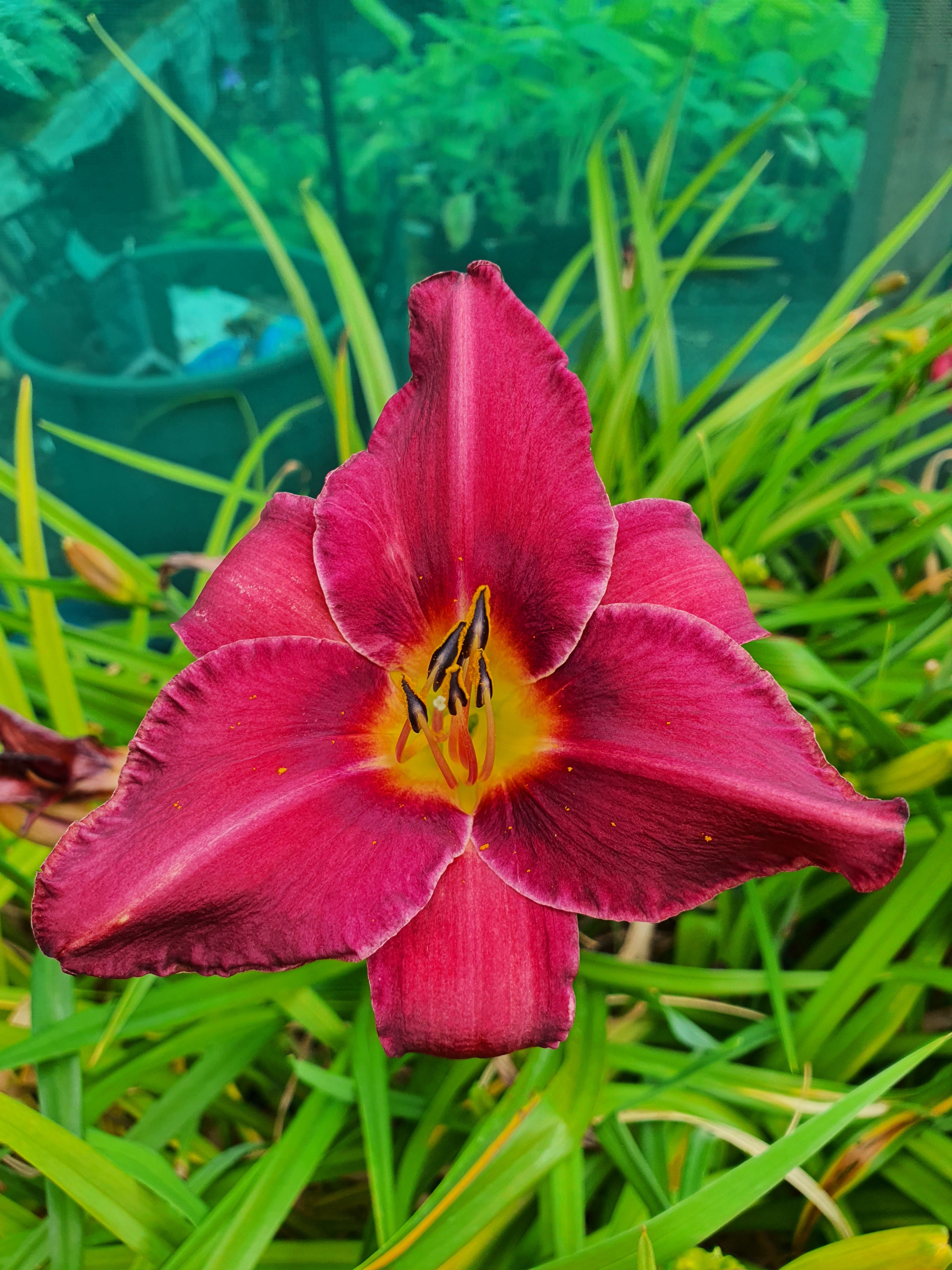 Hemerocallis 'Olive Bailey Langdon'