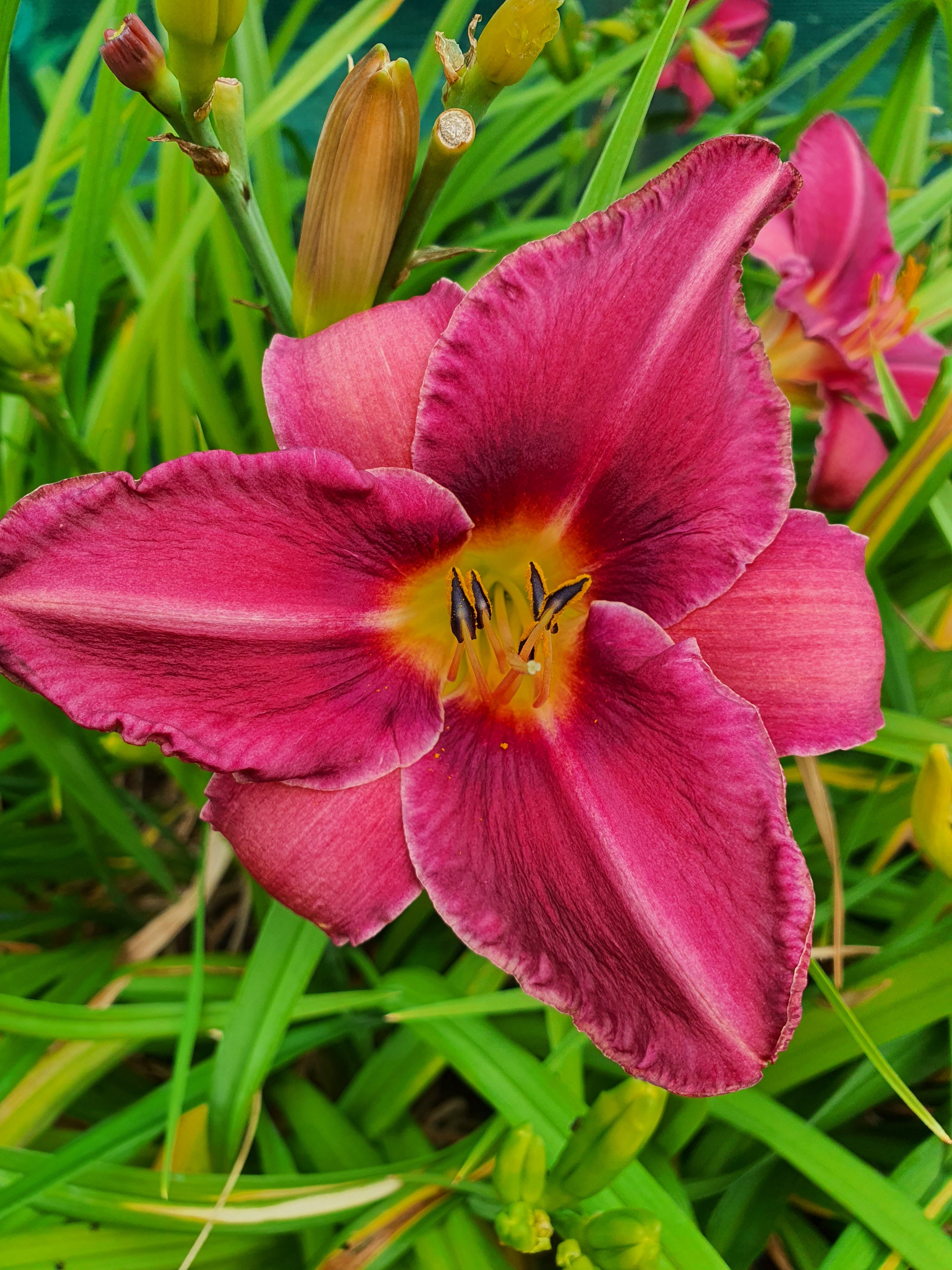 Hemerocallis 'Olive Bailey Langdon'