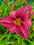 Hemerocallis 'Olive Bailey Langdon'