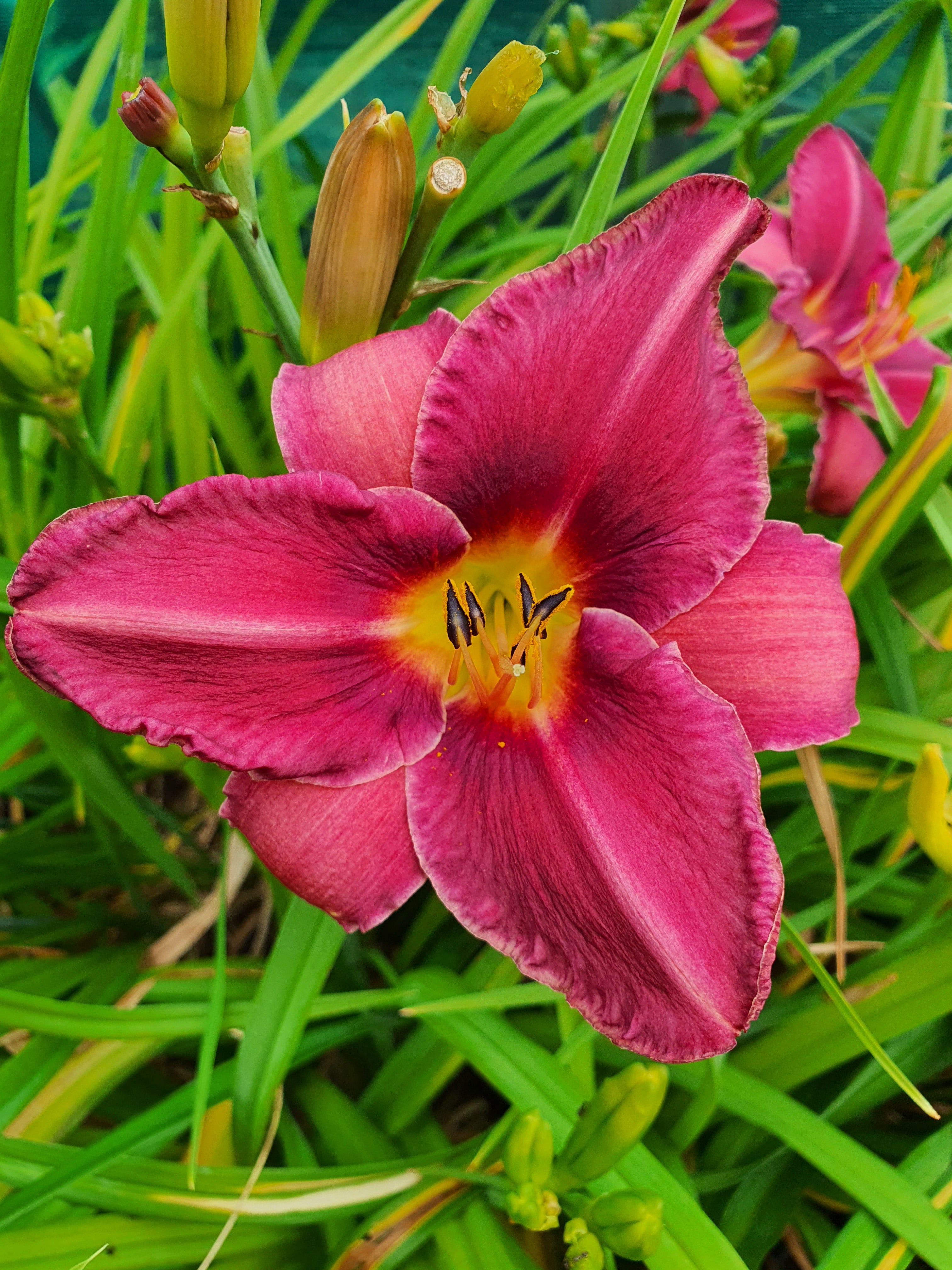 Hemerocallis 'Olive Bailey Langdon'