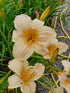 Hemerocallis 'Helle Bellerinerin'