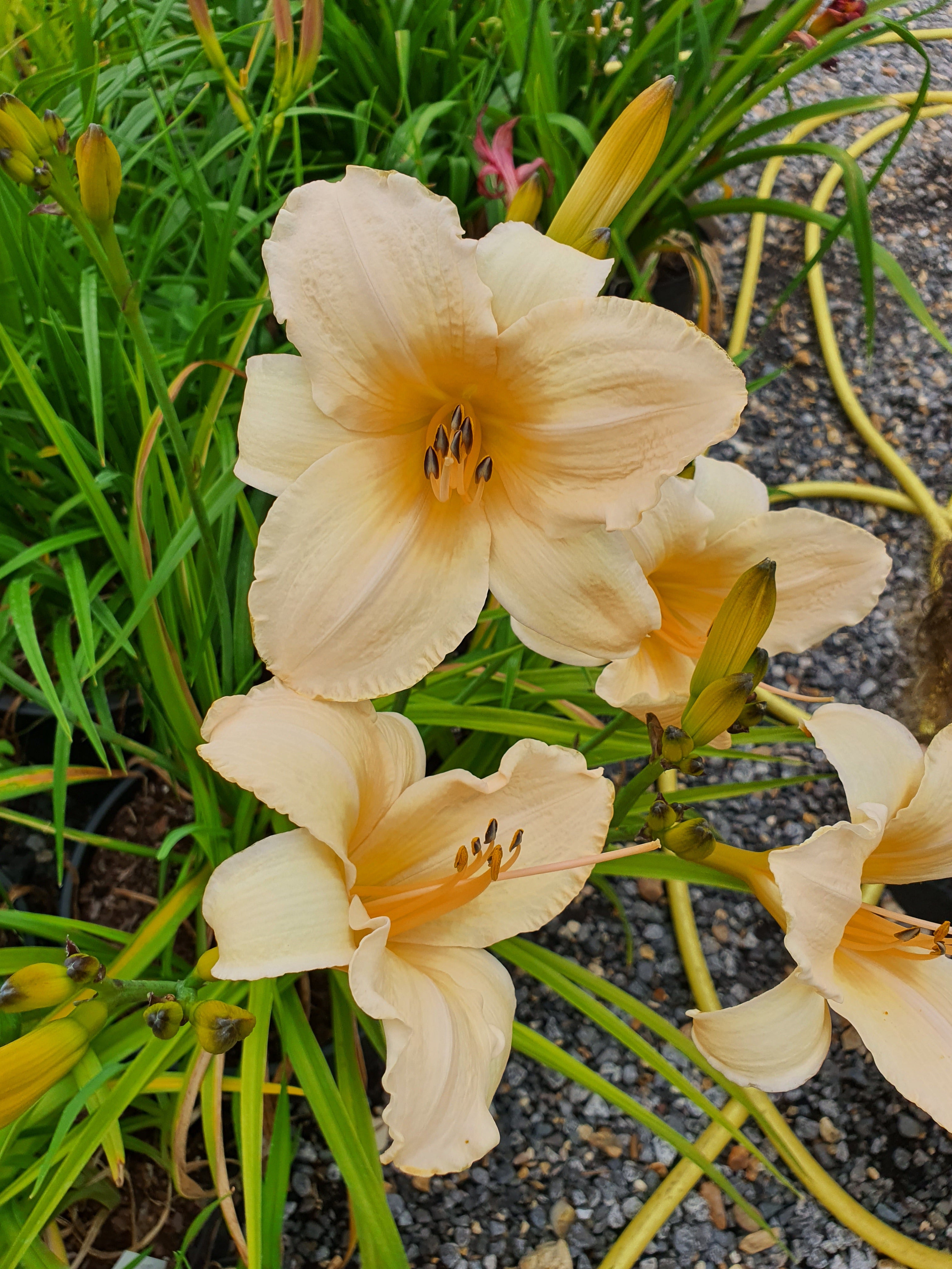 Hemerocallis 'Helle Bellerinerin'