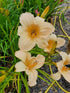 Hemerocallis 'Helle Bellerinerin'