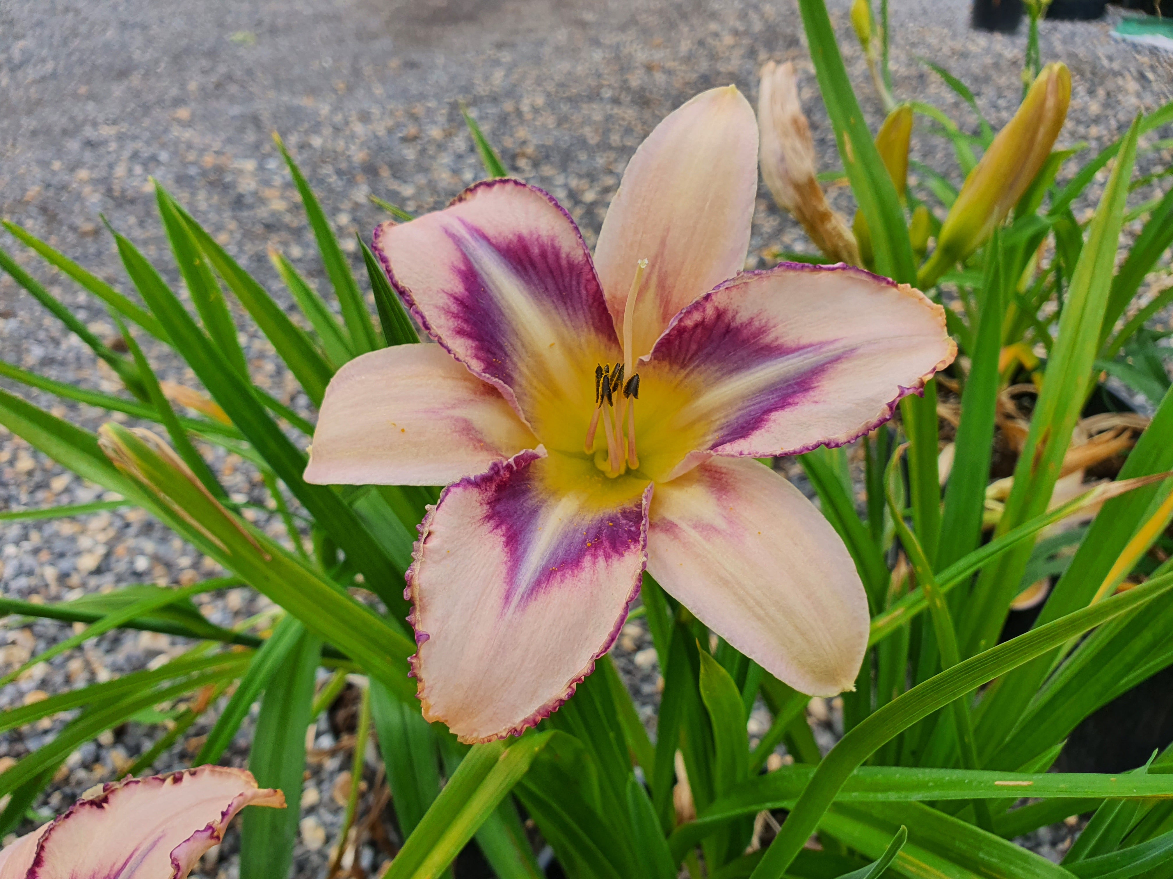 Hemerocallis 'Destined to See'