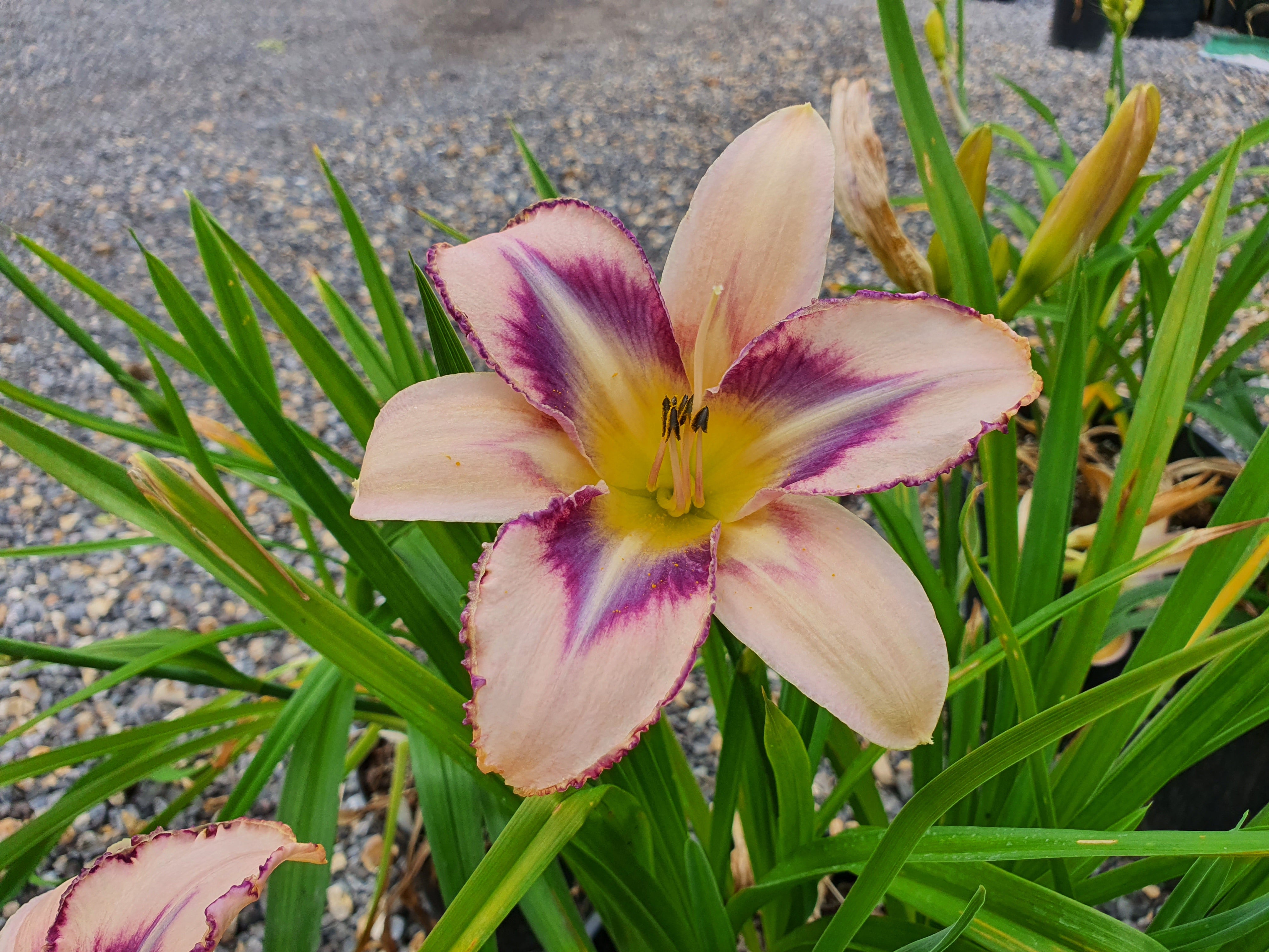 Hemerocallis 'Destined to See'