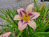 Hemerocallis 'Destined to See'