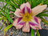 Hemerocallis 'Destined to See'