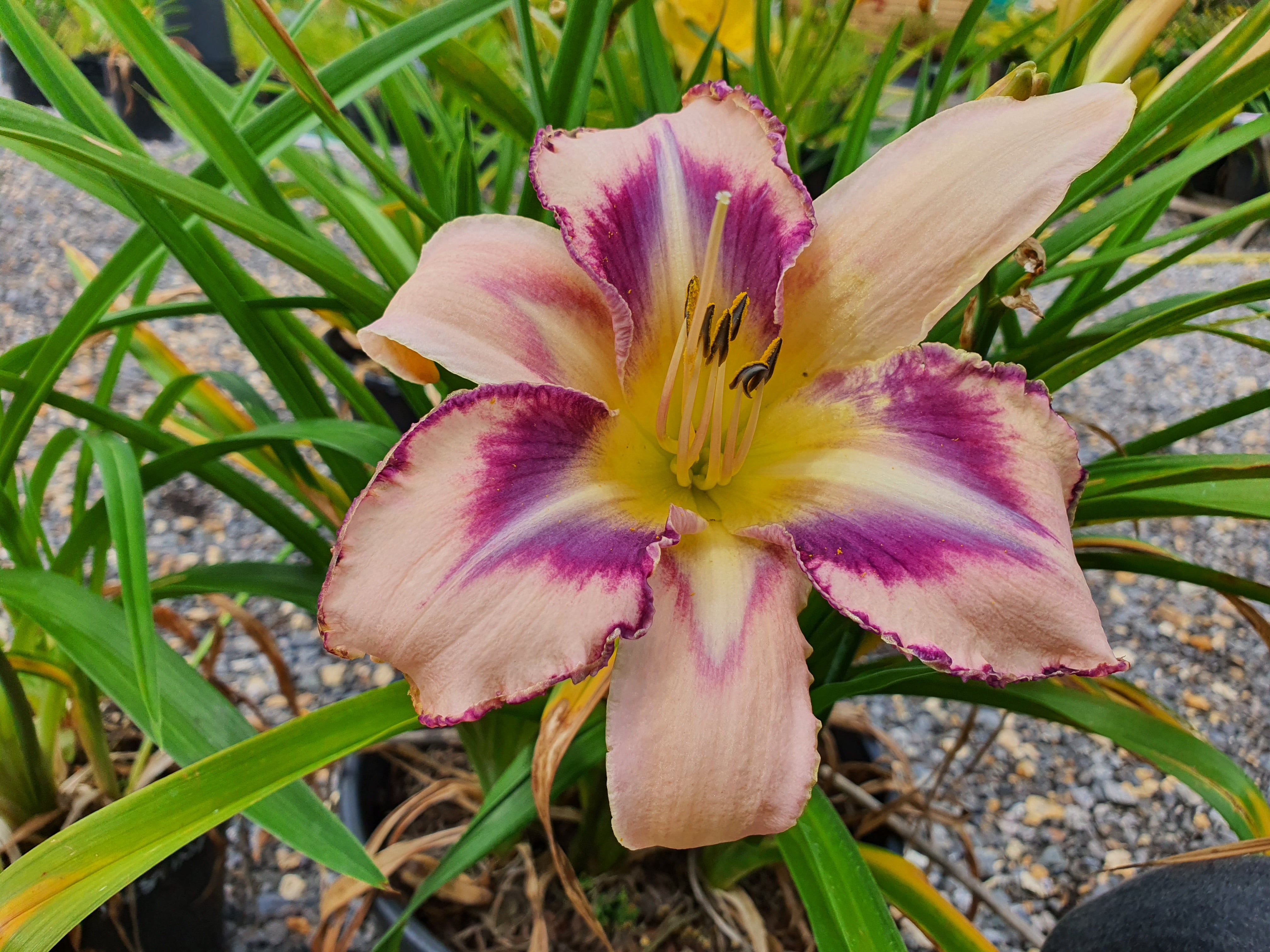 Hemerocallis 'Destined to See'